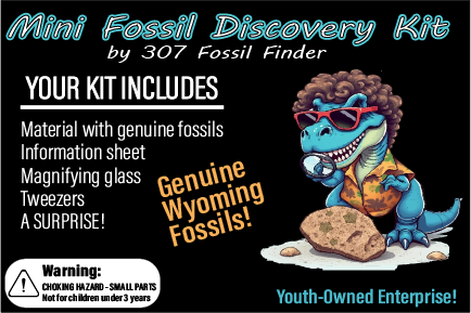 Mini Fossil Discovery Kit